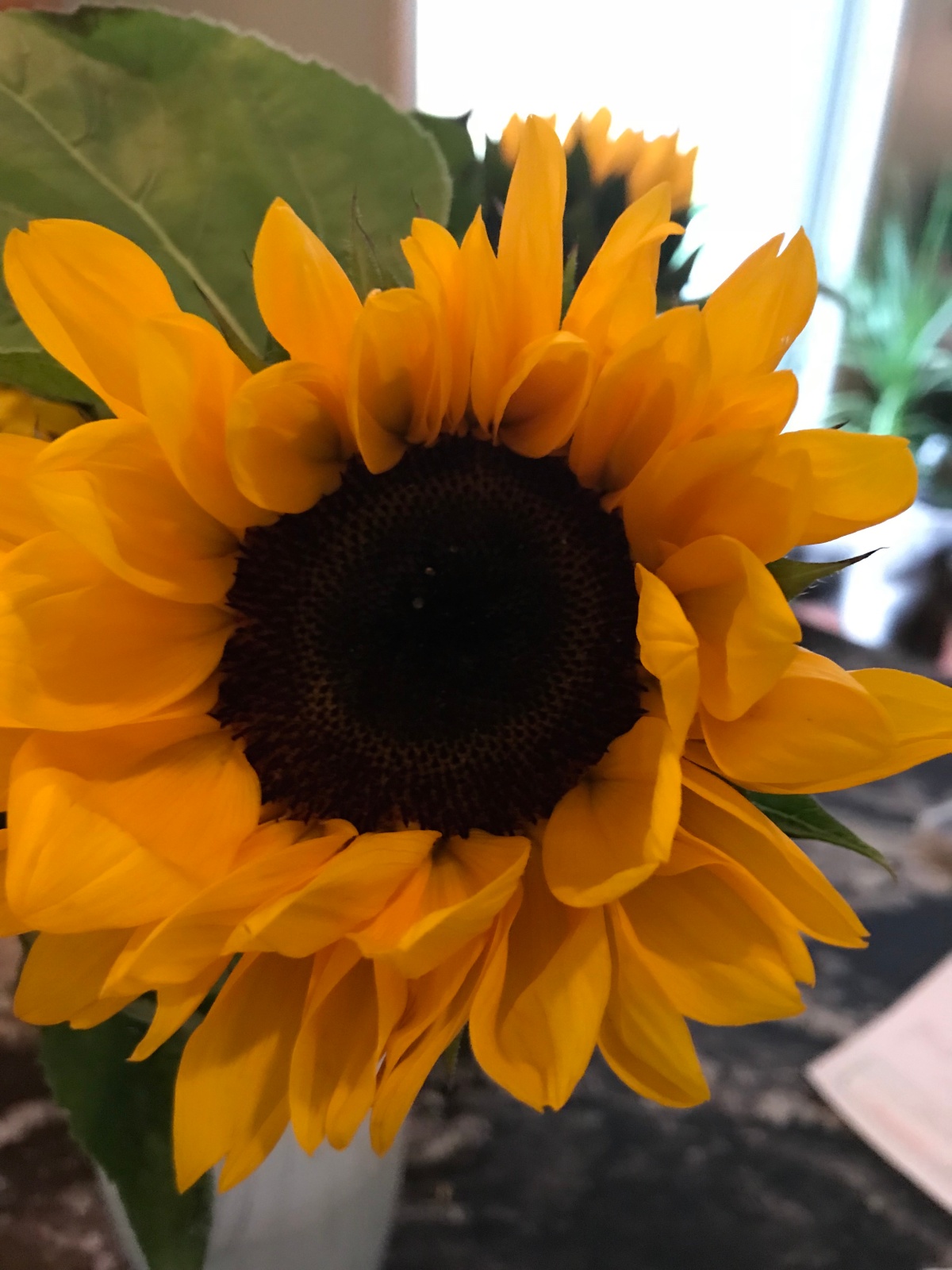 sunflowernick